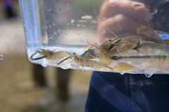 Macrobrachium asperulum