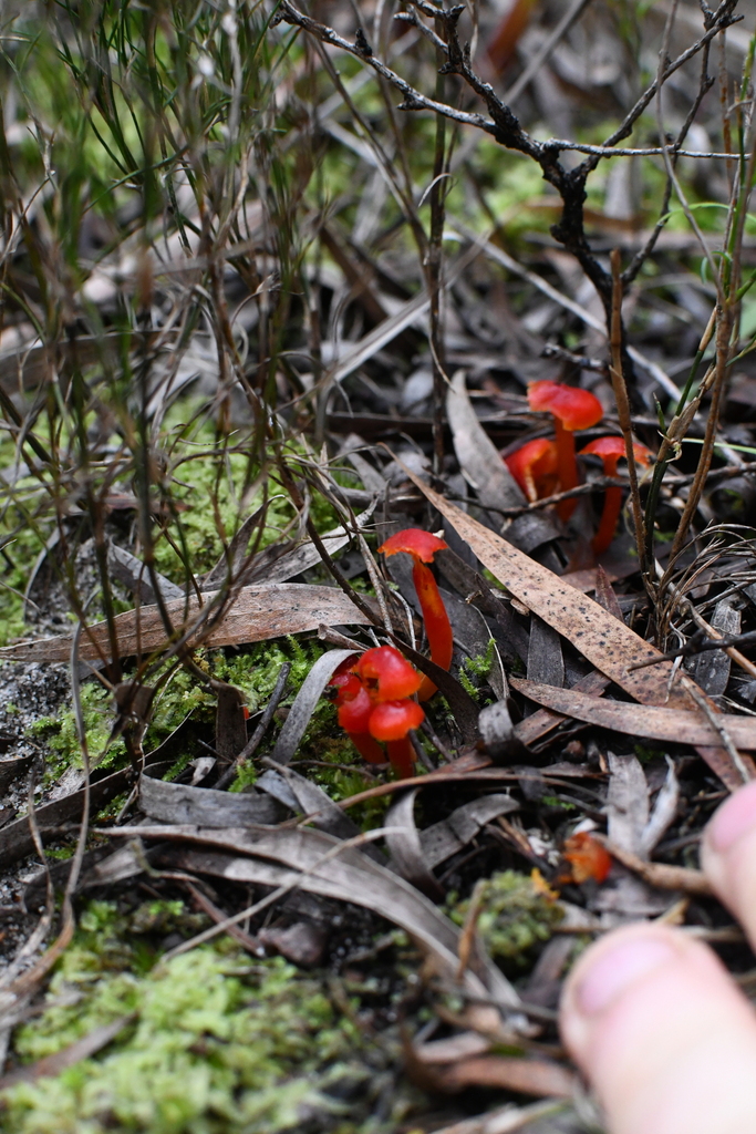 Hygrocybe cantharellus