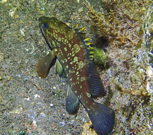 Grouper