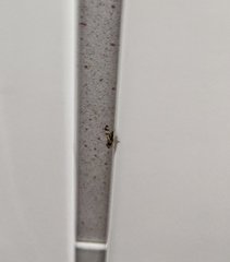Chaetopsis massyla