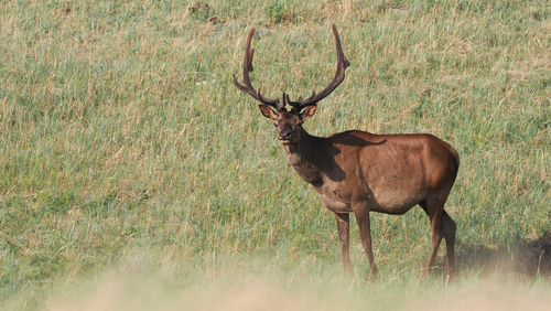 Siberian Wapiti (Cervus canadensis sibiricus)