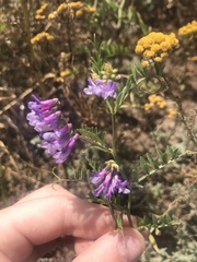 Vicia eriocarpa