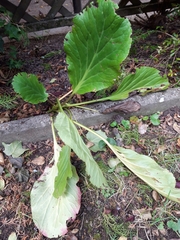 Bergenia crassifolia