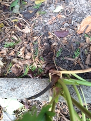 Bergenia crassifolia