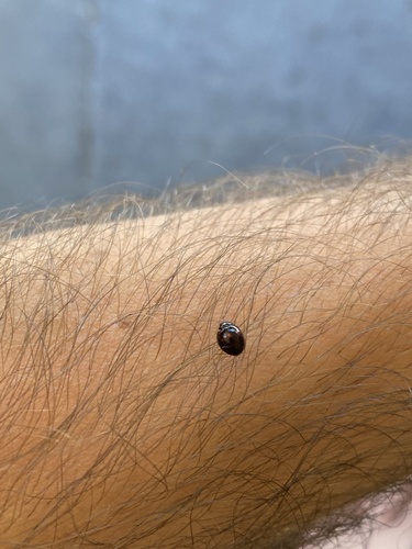 Strichfleckiger Marienkäfer