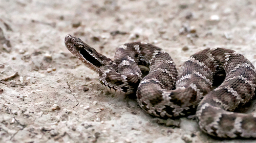 Halys Pit Viper