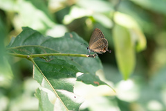 Jamides bochus formosanus