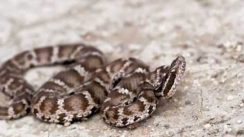 Halys Pit Viper