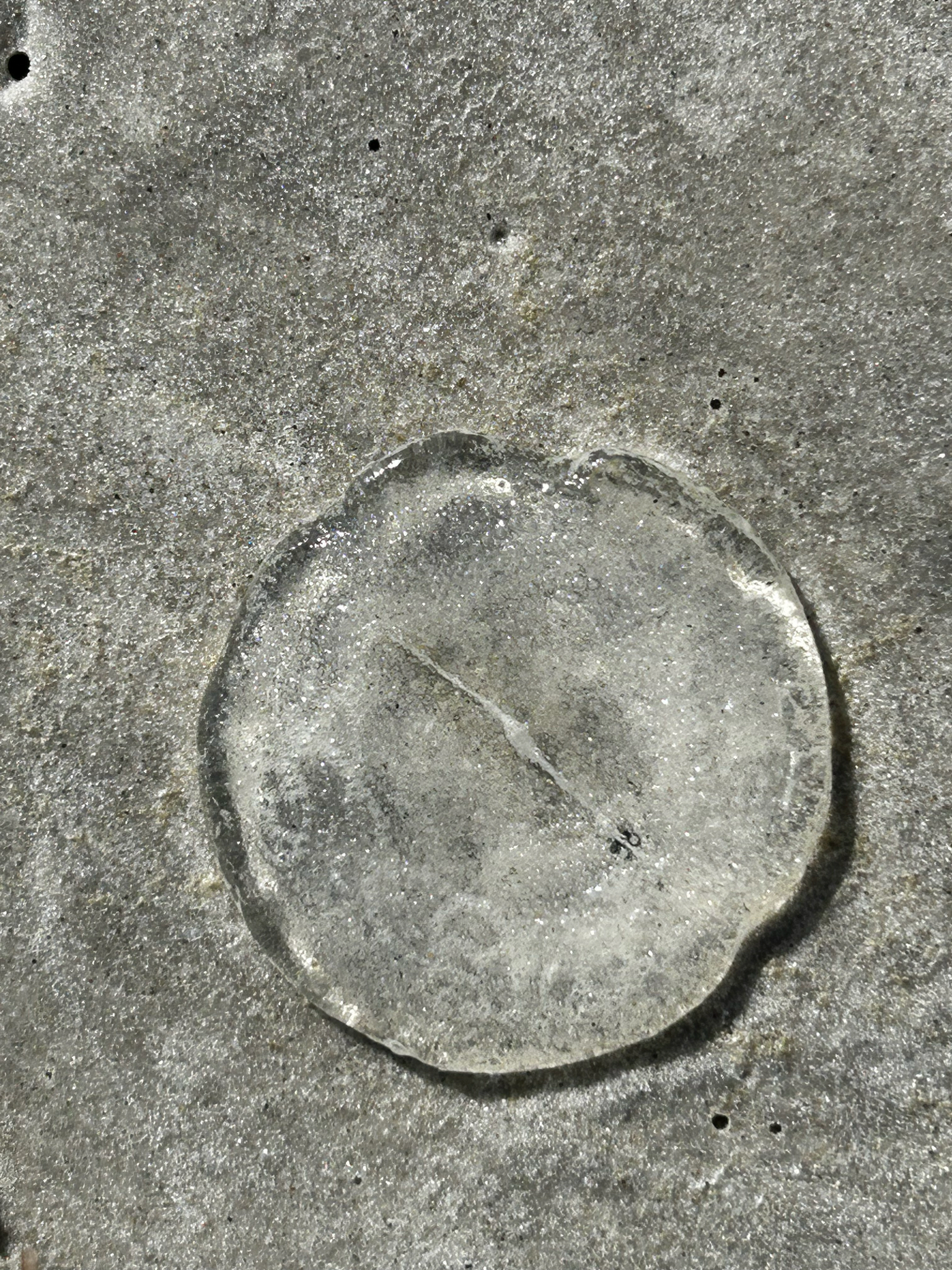 Rhacostoma atlanticum L.Agassiz, 1851