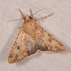 Anarta trifolii
