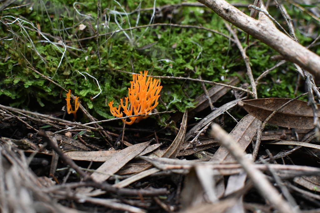 Ramariopsis crocea · June 2025 · photo: © em_lamond (iNaturalist, cc-by)