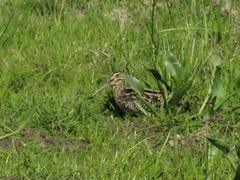 Gallinago paraguaiae