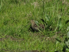 Gallinago paraguaiae