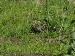 Gallinago paraguaiae