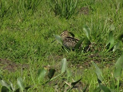 Gallinago paraguaiae