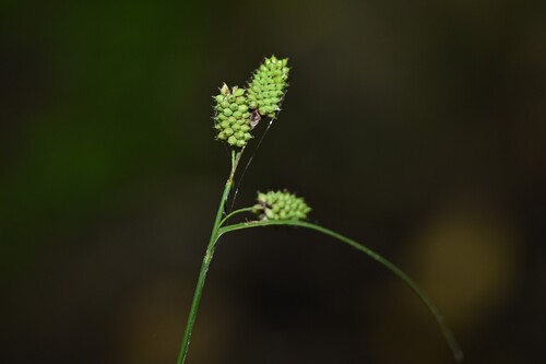Carex hancockiana