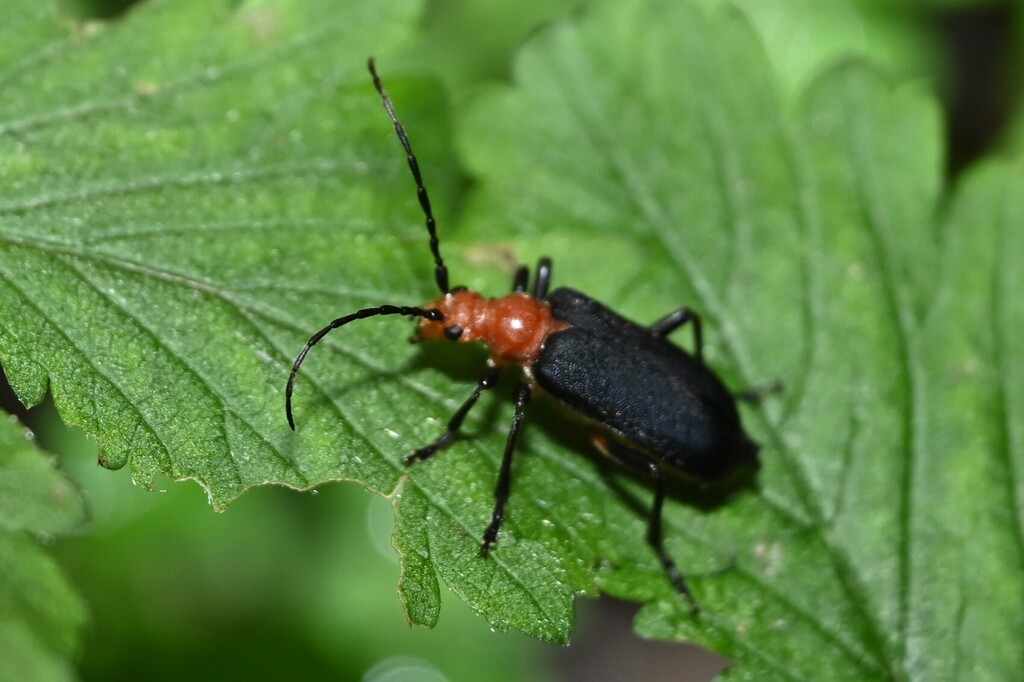Macropidonia