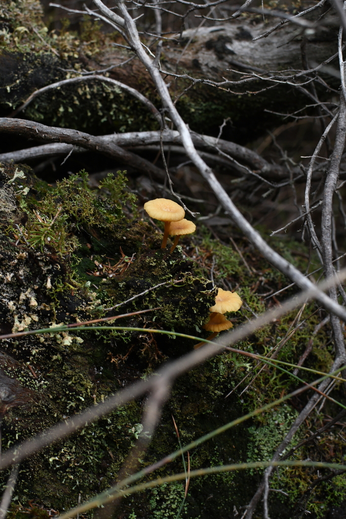 Lichenomphalia chromacea · June 2025 · photo: © em_lamond (iNaturalist, cc-by)
