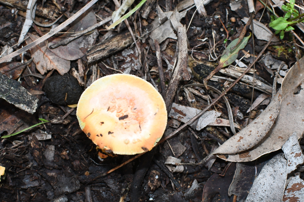 Amanita xanthocephala · June 2025 · photo: © em_lamond (iNaturalist, cc-by)
