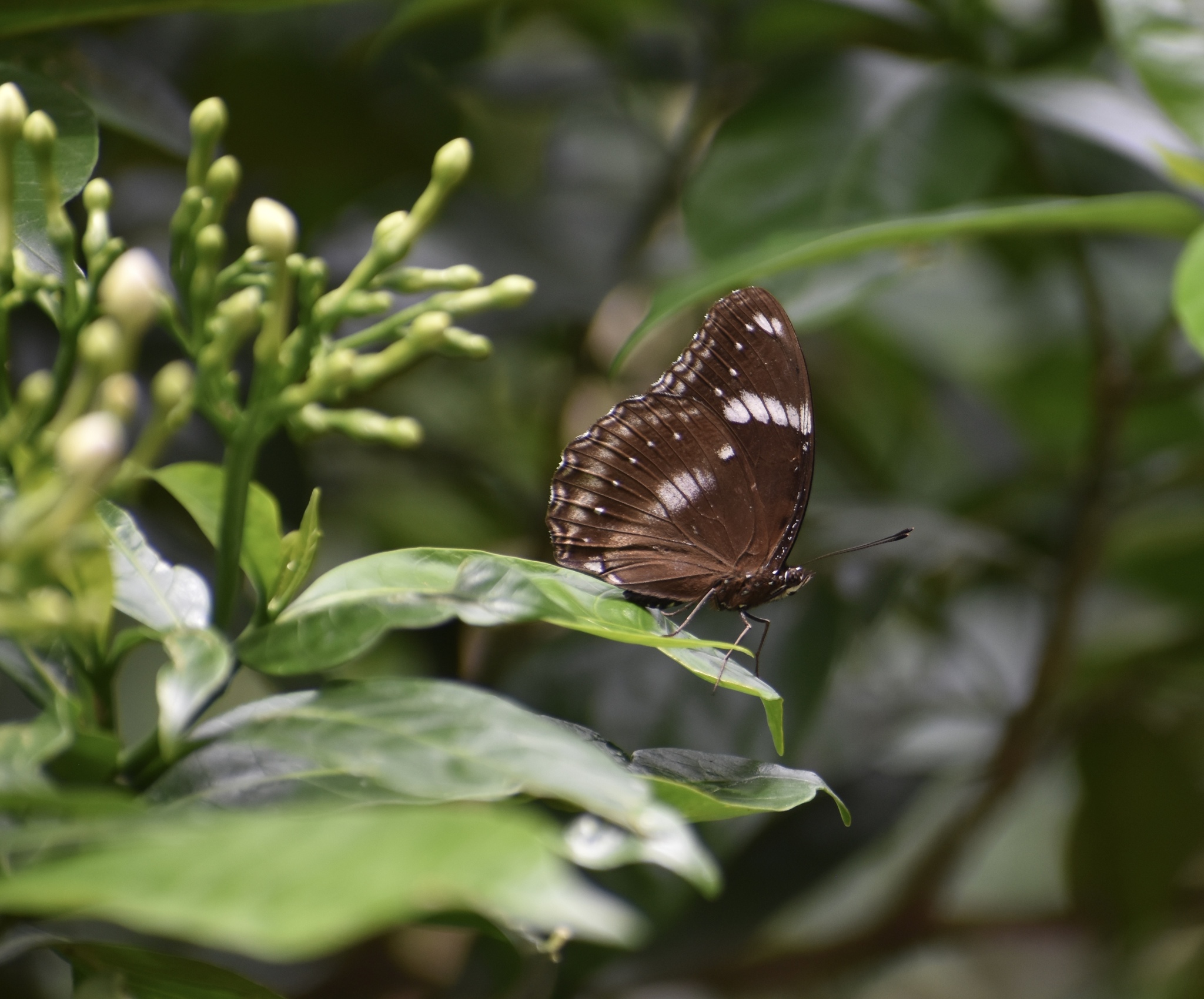 Great Eggfly