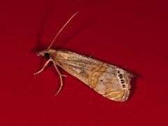 Euchromius