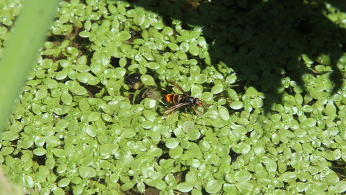 Vespa velutina