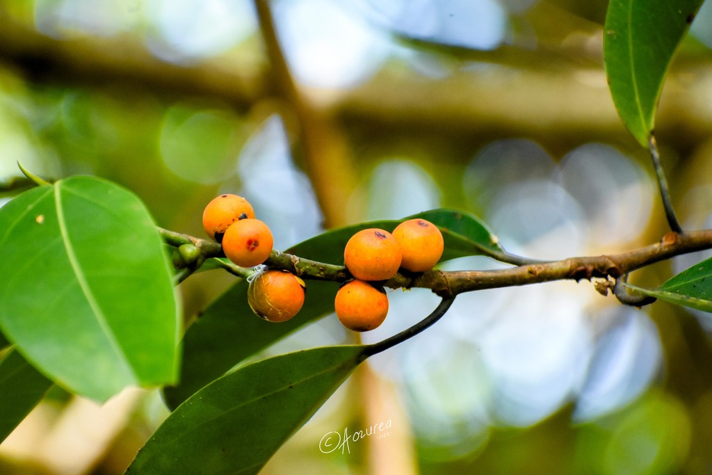 Ficus sundaica (Ficus sundaica)