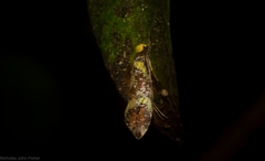 Monopis chrysogramma