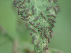 Pareuchaetes insulata