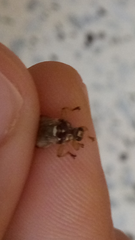 Insecta