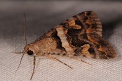 Melipotini