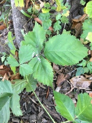 Rubus pubescens