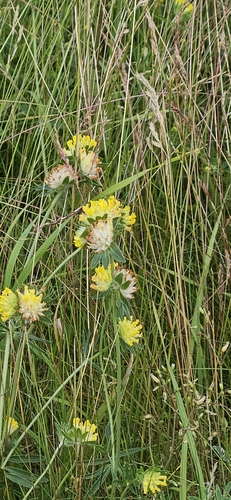 Common Kidney-Vetch