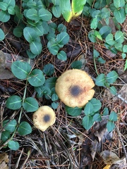 Cortinarius pholideus