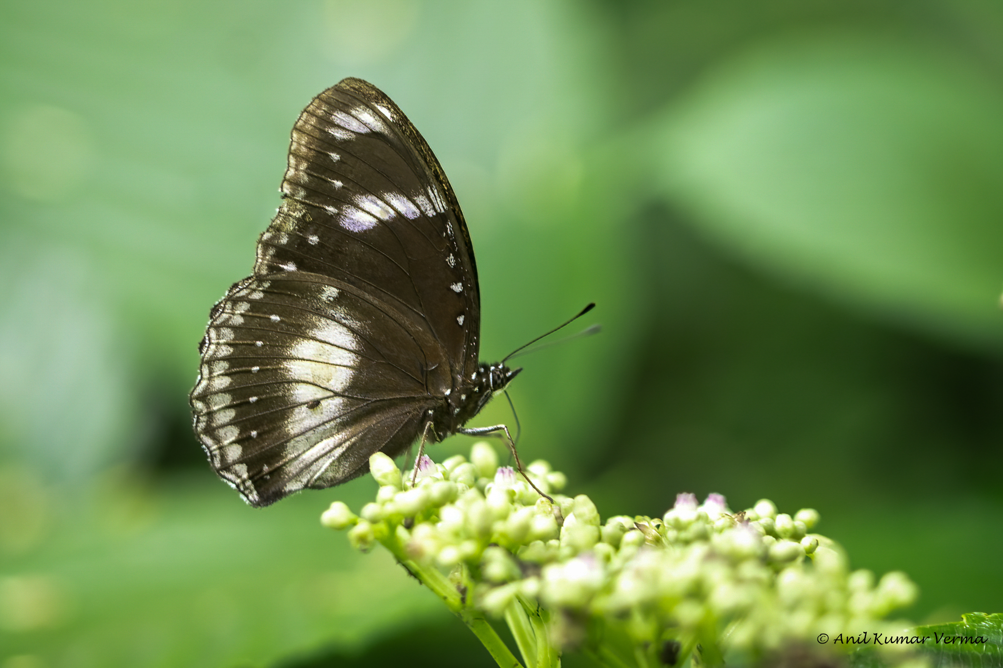 Great Eggfly