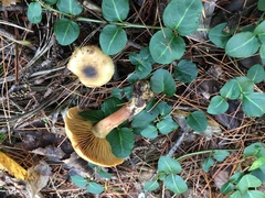 Cortinarius pholideus