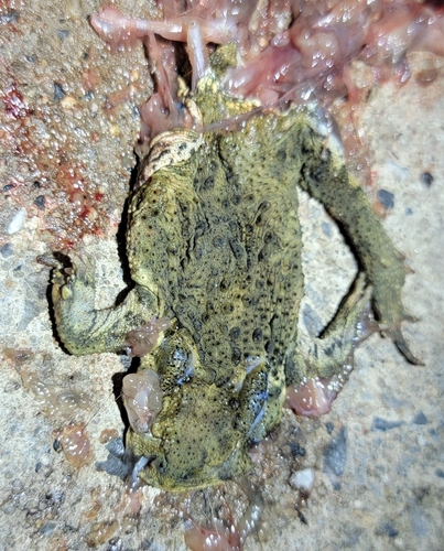 Asiatic Toad
