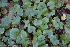 Hydrocotyle americana