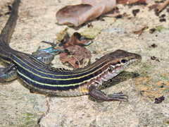 Aspidoscelis lineattissimus