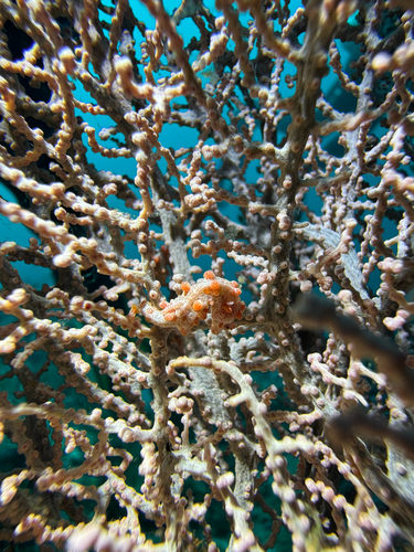 Hippocampus bargibanti