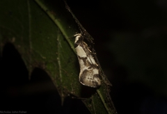 Coesyra hemiphragma