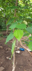 Gmelina arborea