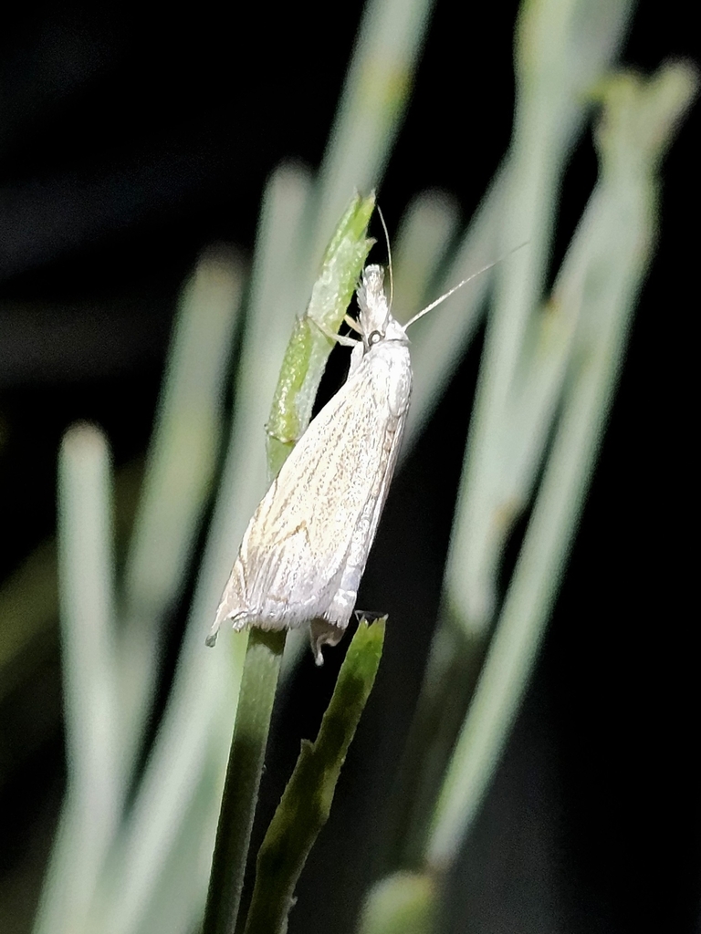 Metacrambus marabut