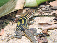 Aspidoscelis lineattissimus