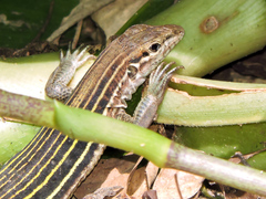 Aspidoscelis lineattissimus