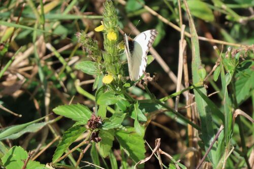 African Veined White photo 5
