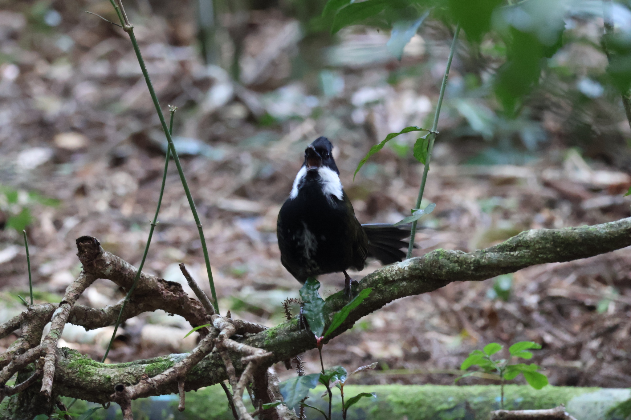 Eastern Whipbird illustration