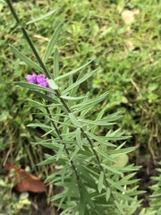 Linaria purpurea