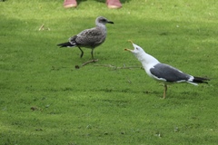 Larus fuscus