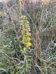 Solidago roanensis